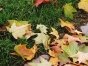 осень опавшие листья